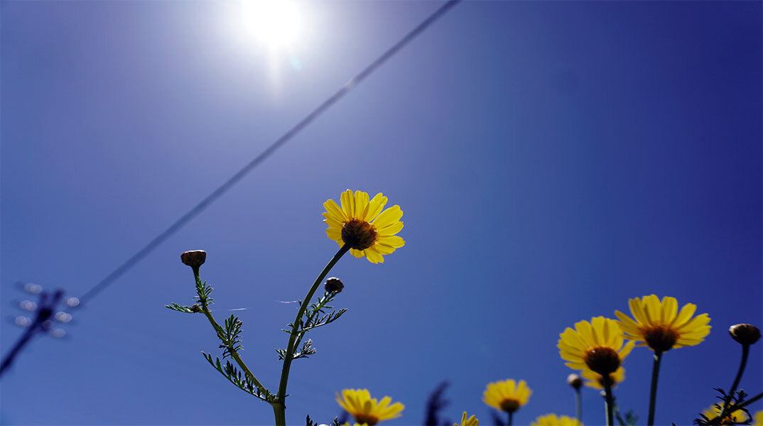 Ήλιος με λουλούδια