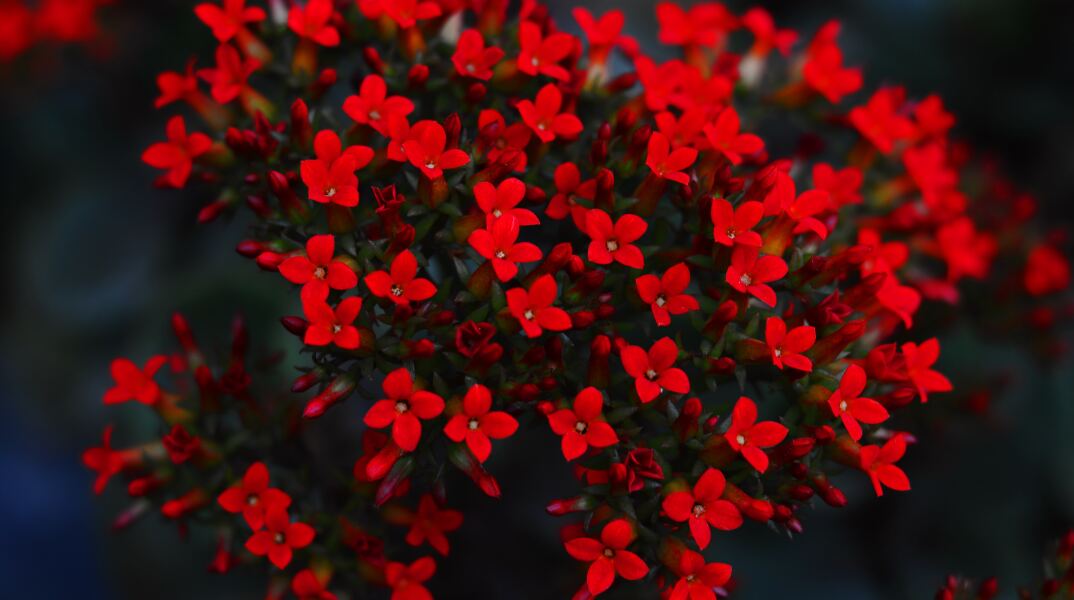 Κόκκινα λουλούδια