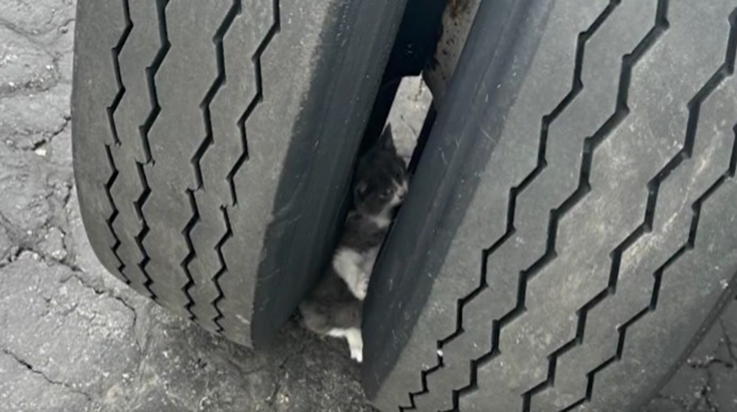 Παγιδευμένο γατάκι διασώθηκε ανάμεσα στα λάστιχα φορτηγού