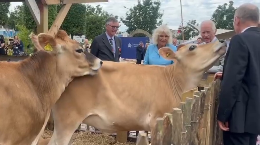 «Παιχνιδιάρικες» αγελάδες καβάλησαν η μία την άλλη μπροστά στη βασίλισσα Καμίλα (Βίντεο)