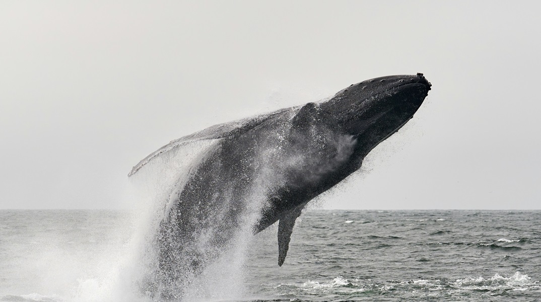 Η «σπανιότερη φάλαινα του κόσμου» ίσως ξεβράστηκε σε παραλία της Νέας Ζηλανδίας