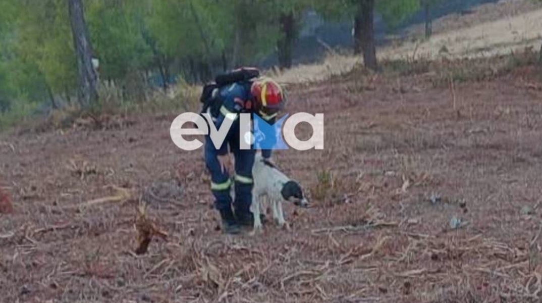 Φωτιά στην Εύβοια: Πυροσβέστης έσωσε σκυλάκι μέσα από το δάσος
