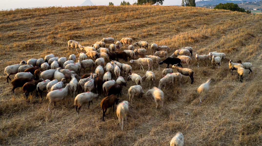 Στα 35 τα κρούσματα πανώλης των μηρυκαστικών - Αναμένονται τα αποτελέσματα από την Κομοτηνή