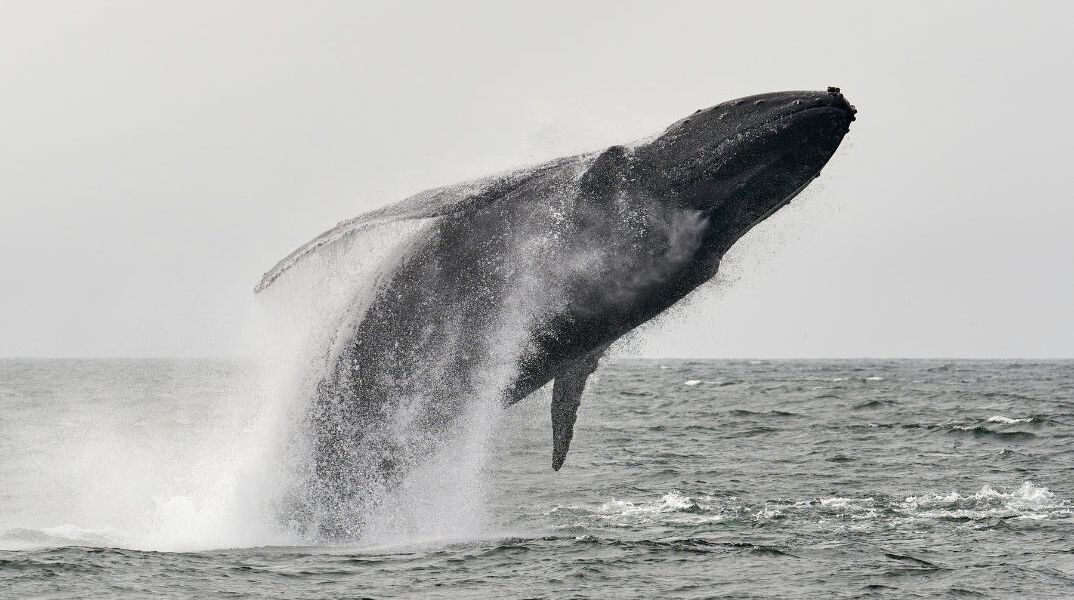  Μεγάπτερη φάλαινα χωρίς την ουρά της στις ΗΠΑ: «Θανατική καταδίκη» λένε οι ειδικοί 
