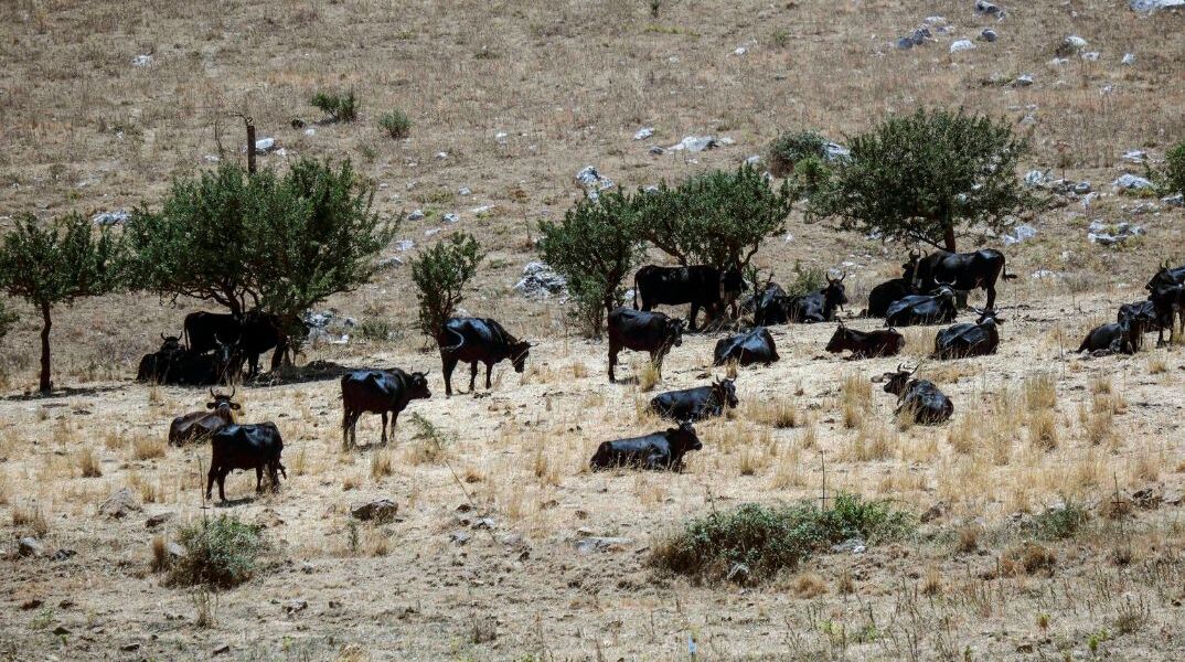 Σικελία: «Αδειάστε τις λίμνες από τα ψάρια να πάρουμε νερό»