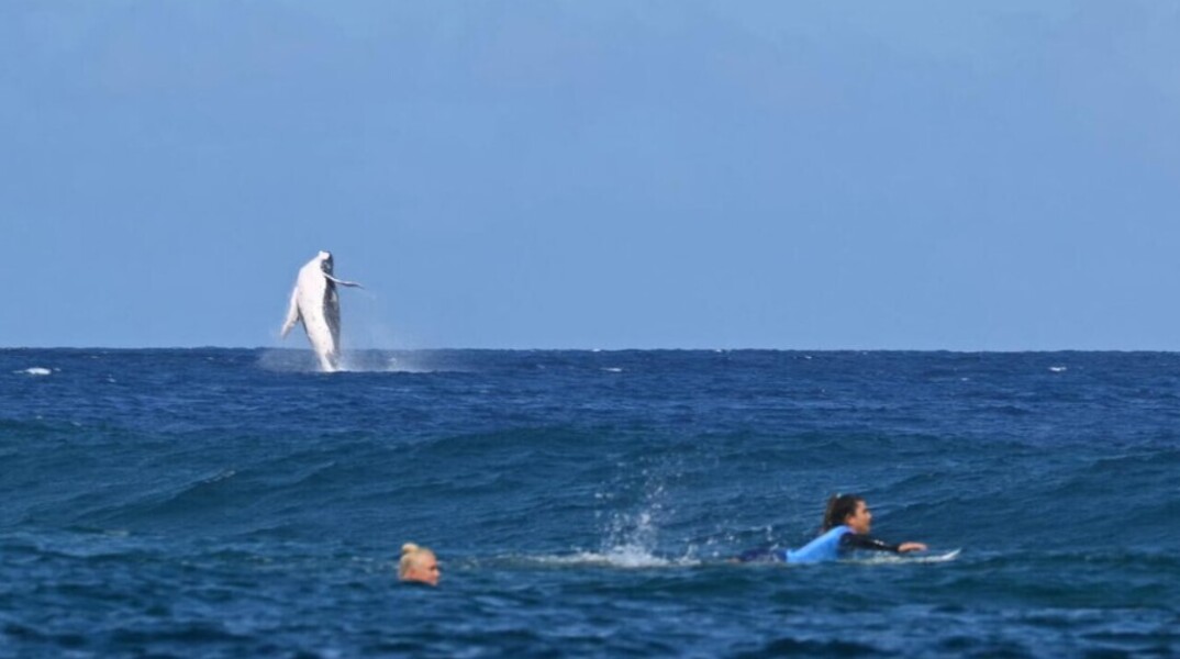 Στον ημιτελικό του surf στους Ολυμπιακούς Αγώνες μια φάλαινα έκλεψε την παράσταση