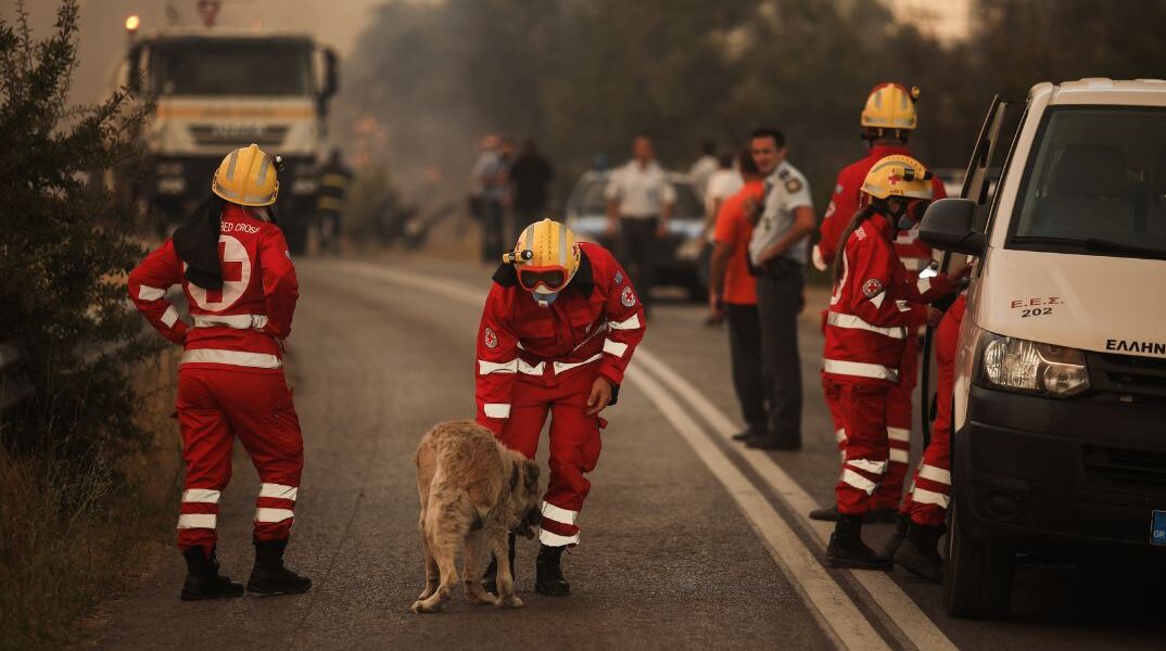 Φωτιά στην Αττική: Ρεπόρτερ του STAR σώζει σκύλο από την πύρινη κόλαση 