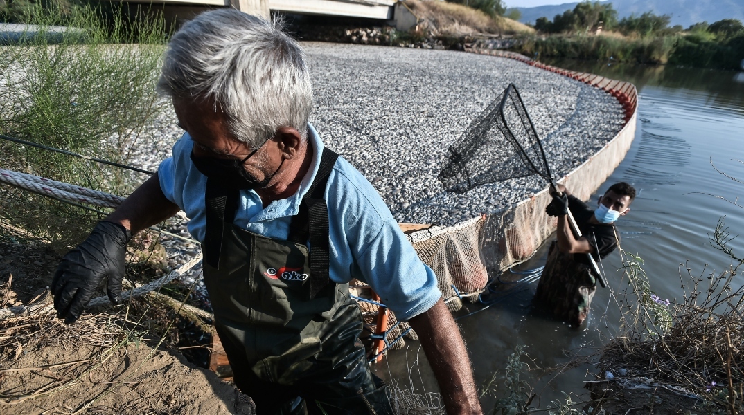 Ψαράδες μαζεύουν νεκρά ψάρια στον Παγασητικό