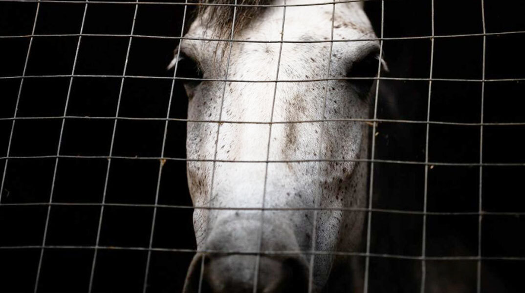 Η Help Horses ανοίγει την Κυριακή το νέο της κτήμα στον Υμηττό