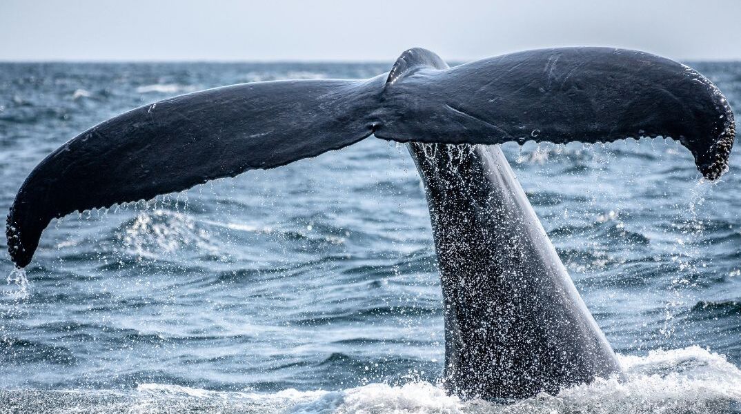 Εθεάθη σπάνια φάλαινα στην Ιρλανδία για πρώτη φορά εδώ και 114 χρόνια