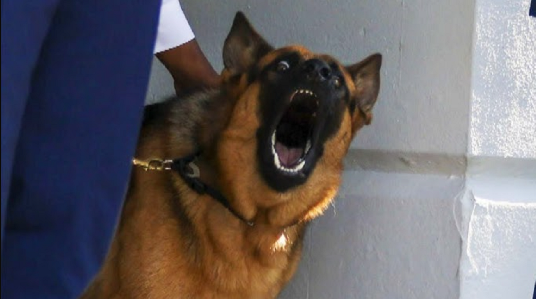 Ο σκύλος της οικογένειας Μπάιντεν «Commander» απομακρύνθηκε από τον Λευκό Οίκο - Έχει τραυματίσει πολλούς φύλακες