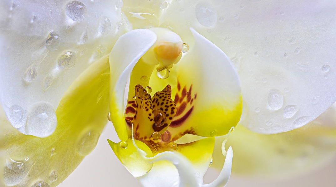 orchid-4920533_1280.jpg