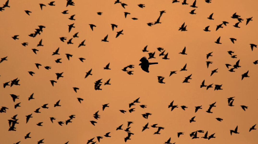 Αφιέρωμα του Ιανού στη μετανάστευση των πουλιών