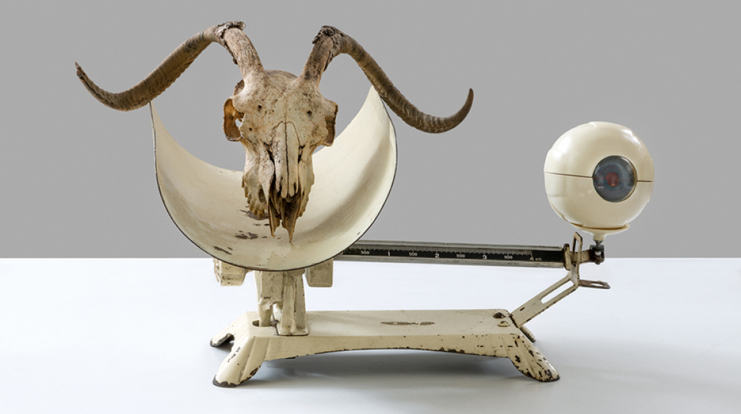 1a_dambassina_scale-for-babiesskull-of-goat-anatomical-eye-model36x57x49cm.jpg