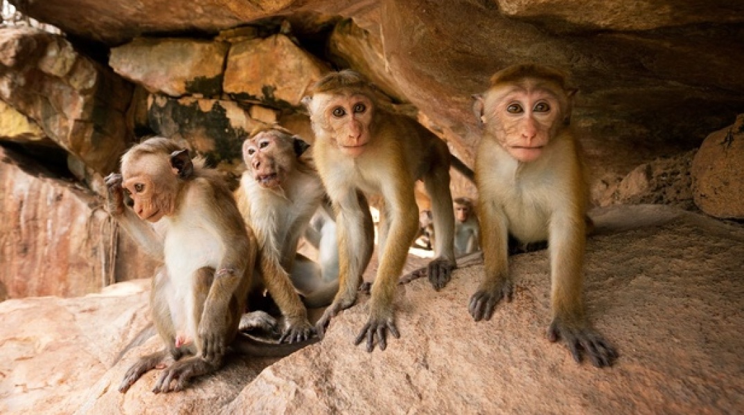 Monkey Kingdom