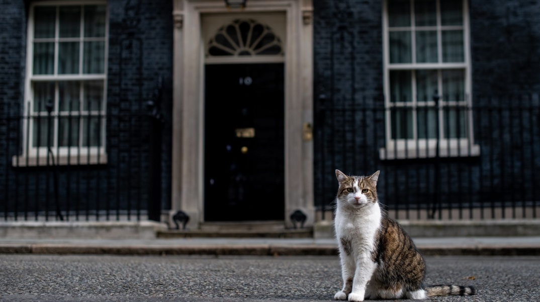 Ο Λάρι ο γάτος, το αιλουροειδές που επιφορτίστηκε με το καθήκον να διώχνει ποντίκια από τη βρετανική πρωθυπουργική κατοικία, εκδίωξε αλεπού στη Ντάουνινγκ Στριτ.