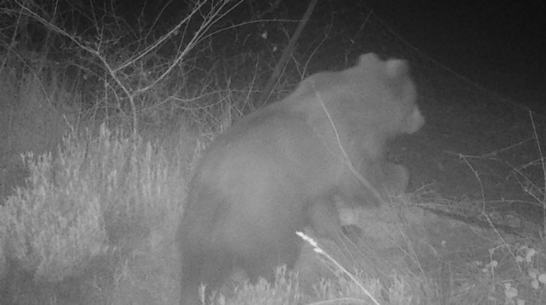 Όρος Πάικο: Λεία πεινασμένης αρκούδας τα μελίσσια των παραγωγών - Έφαγε περίπου 40 κιλά μέλι - Τουλάχιστον 10 χρόνια είχε να εμφανιστεί στην περιοχή.