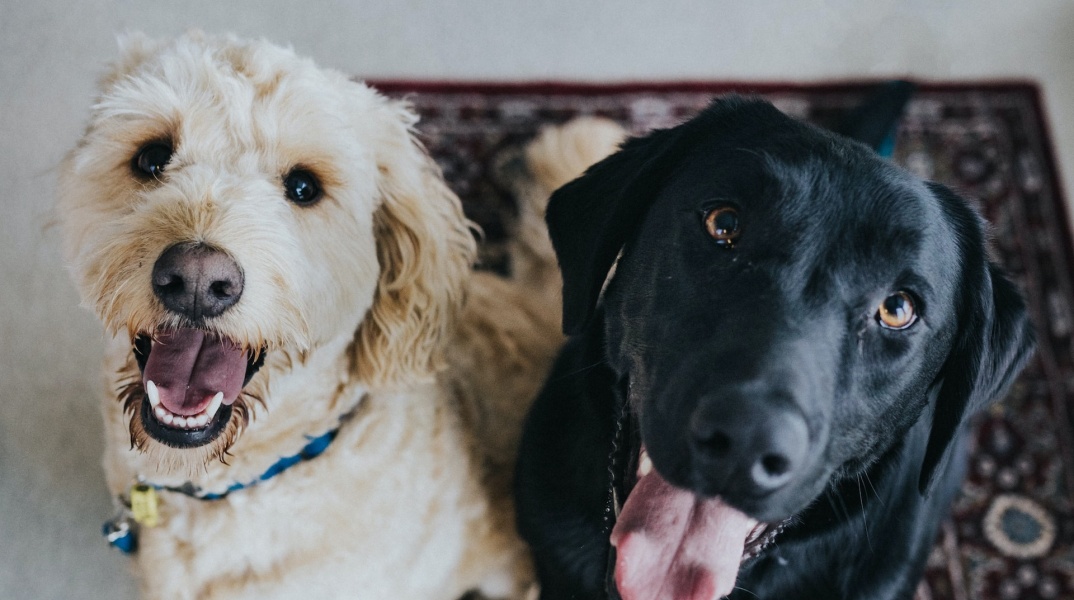 Σκυλάκια κοιτούν τον φωτογραφικό φακό έχοντας βγάλει έξω τη γλώσσα τους