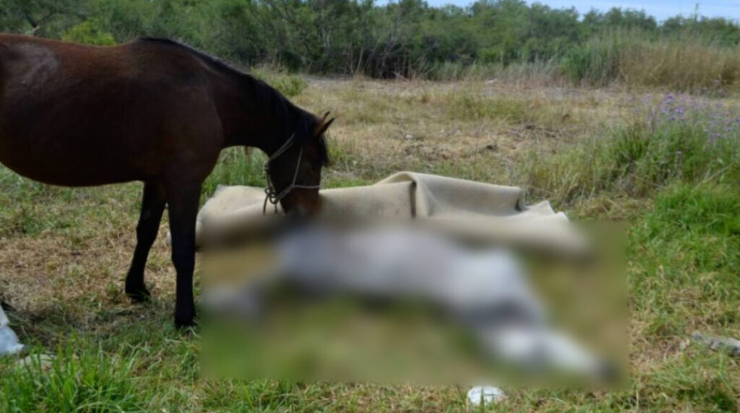 Νεκρό άλογο και κοντά το ένα ακόμη άλογο σε παραποτάμια περιοχή του Βόλου