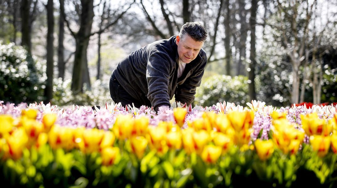 Ολλανδία: 75α γενέθλια για τον κήπο του Κέκενχοφ - Ο μεγαλύτερος με τουλίπες στον κόσμο - Αναμένει εκατοντάδες χιλιάδες επισκέπτες.