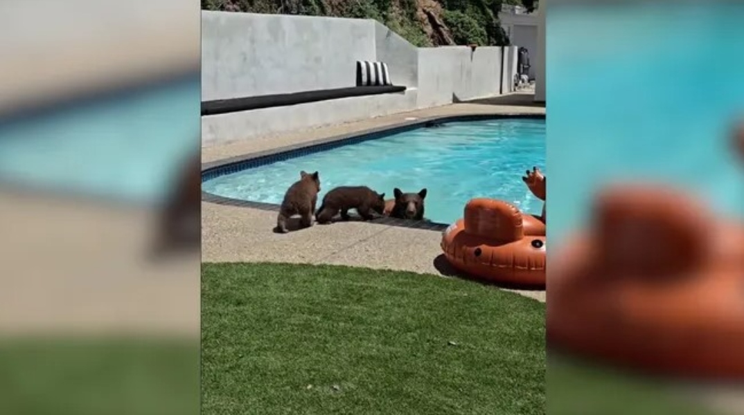 Καλιφόρνια: Viral η αρκούδα που έκανε βουτιά σε πισίνα σπιτιού 