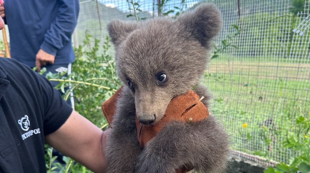 Κοζάνη: Ορφανό αρκουδάκι βρέθηκε σε αυλή σπιτιού 