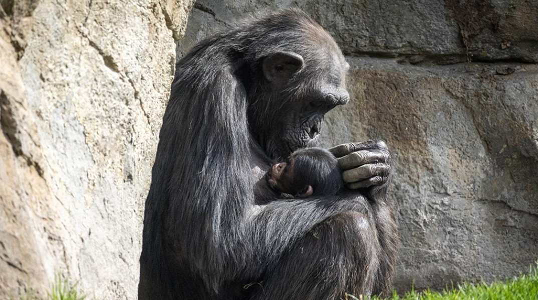Θηλυκός χιμπατζής κουβαλά το νεκρό μωρό της στην αγκαλιά επί 3 μήνες