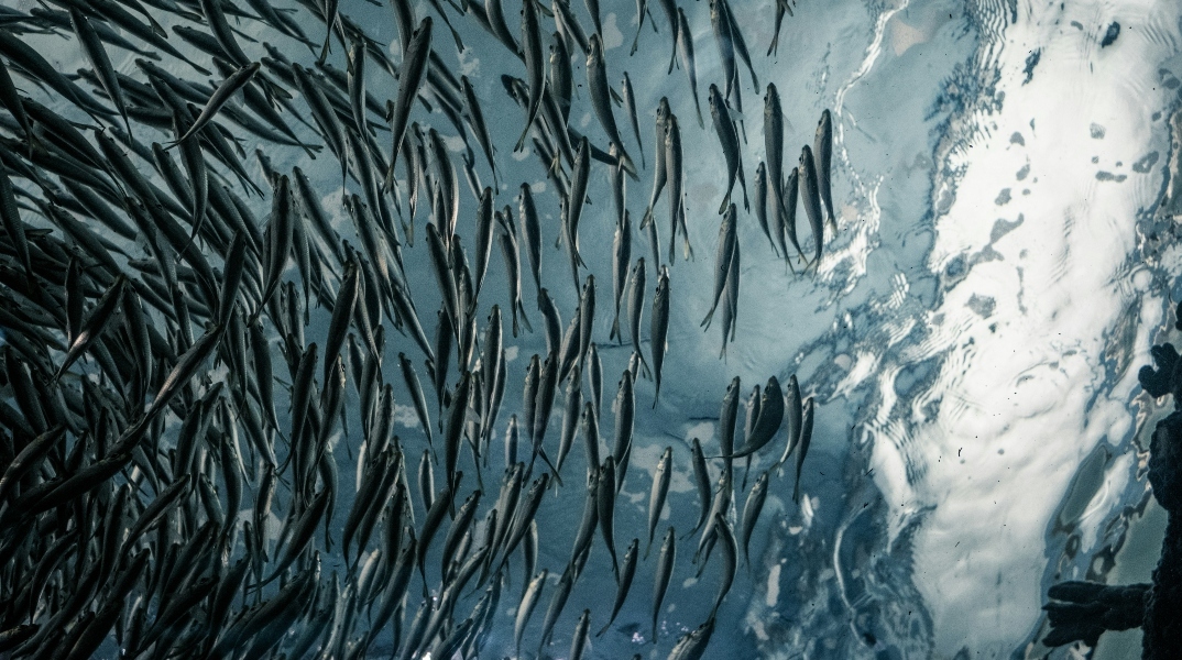 Ψάρια γλυκού νερού: H κλιματική κρίση και η ρύπανση τα απειλούν