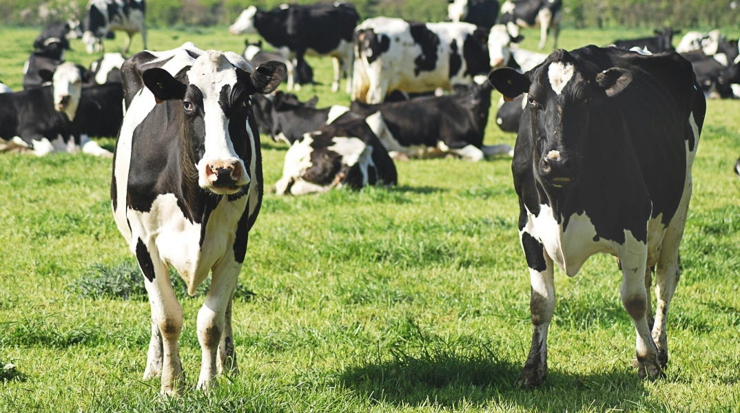 Γρίπη των πτηνών ΗΠΑ: Θανατώθηκαν δεκάδες αγελάδες που δεν ανέρρωσαν 