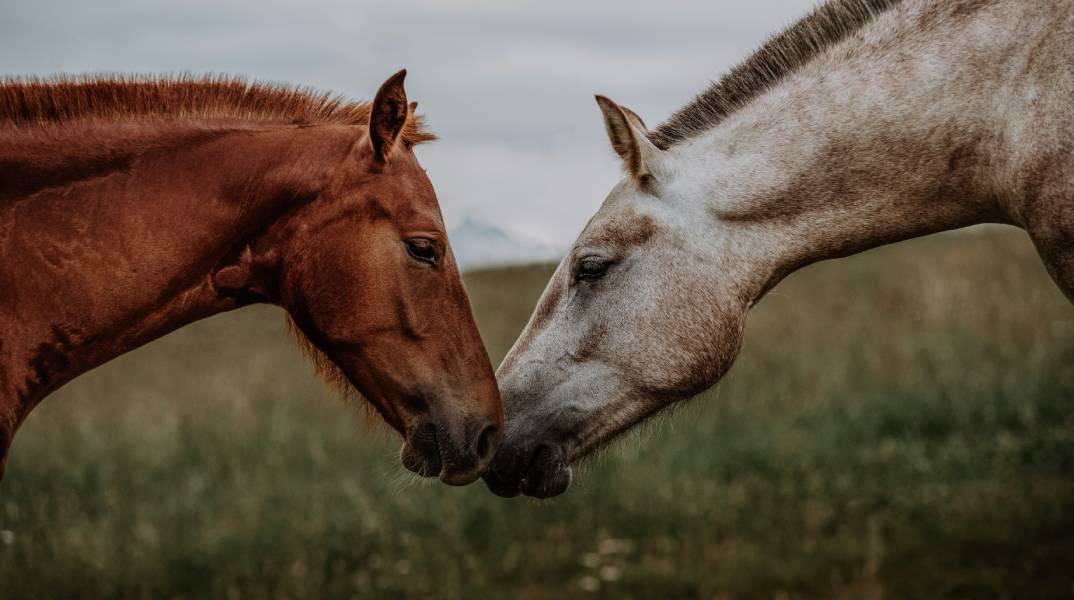 10 ενδιαφέροντα πράγματα που ίσως δεν γνώριζες για τα άλογα