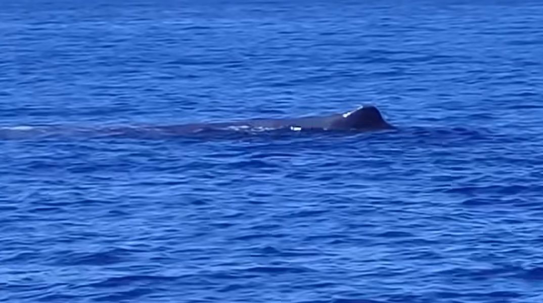 Φάλαινα δίπλα σε ιστιοπλοϊκό ανάμεσα σε Ζάκυνθο και Πύλο - Μοναδικό θέαμα στο Ιόνιο - Το βίντεο που κατέγραψε το Boating In Greece
