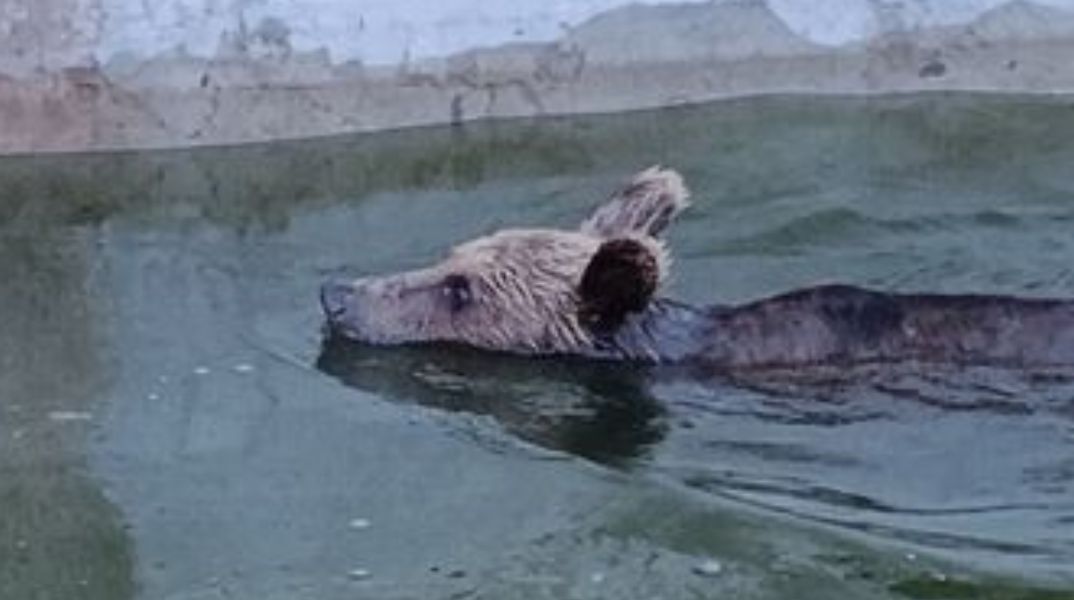 Ιωάννινα: Αρκούδα εγκλωβίστηκε σε δεξαμενή νερού - Απαιτήθηκε η κατασκευή αυτοσχέδιας ράμπας για να «δραπετεύσει»