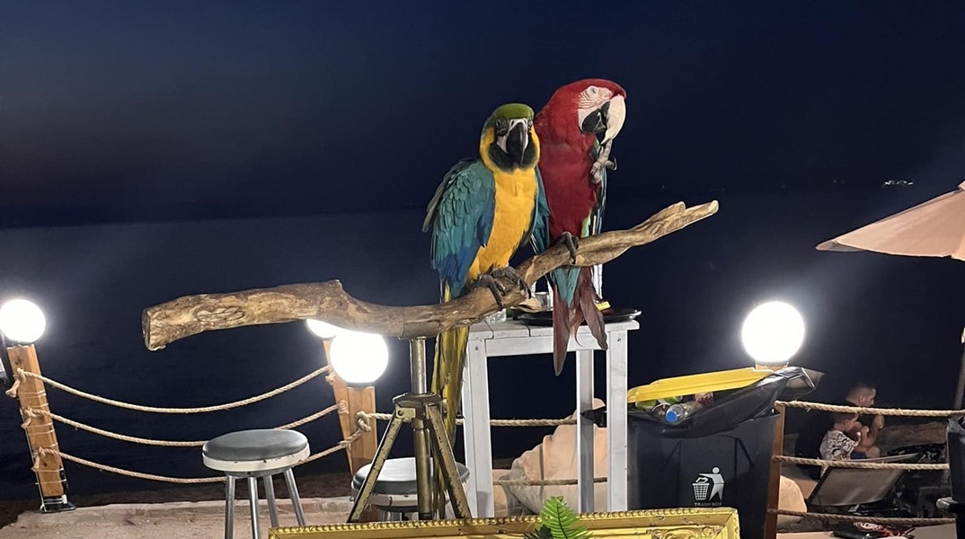 Παπαγάλοι σε εμπορική εκμετάλλευση στη Χαλκιδική