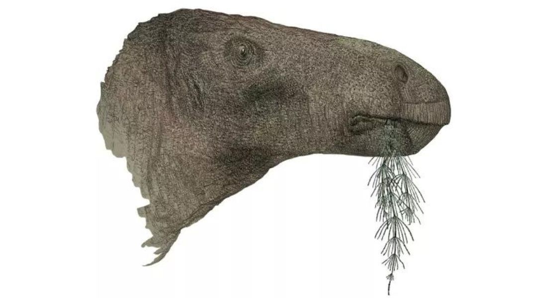 Βρετανία: Τα λείψανα ενός χορτοφάγου δεινόσαυρου που εκτιμάται ότι έζησε πριν περίπου 125 εκατομμύρια χρόνια εντοπίστηκαν στο νησί Γουάιτ