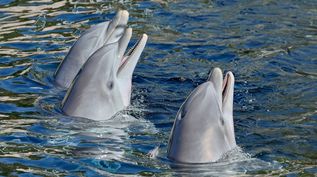 Δελφίνια στον Κορινθιακό σε έναν πανέμορφο συλλογικό χορό κοπαδιού
