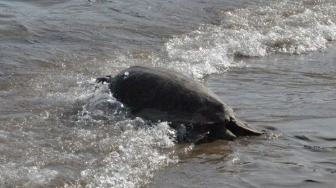 Χανιά: Θαλάσσια χελώνα επιτέθηκε σε κολυμβήτρια στο Μαράθι