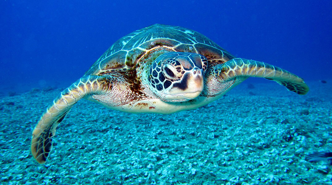 Καρέτα Καρέτα: Τι δεν ξέρουμε για τις θαλάσσιες χελώνες;