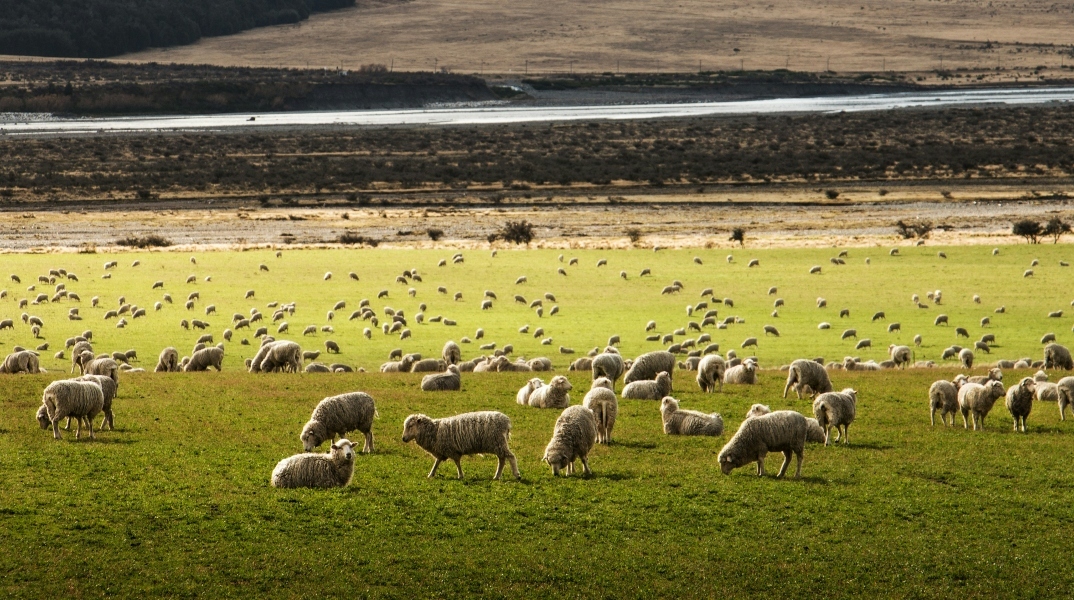 Θεσσαλία: Συναγερμός για τα κρούσματα πανώλης στα αιγοπρόβατα