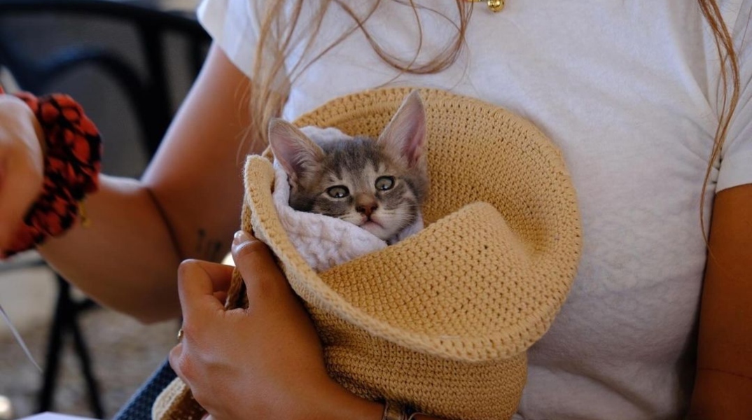 Σπέτσες: Το γατάκι που διασώθηκε από τουρίστρια έχει Instagram