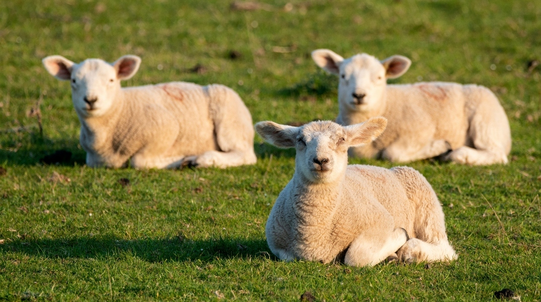 Πανώλη στα πρόβατα: Θανάτωση όλων των ζώων μετά από κρούσμα