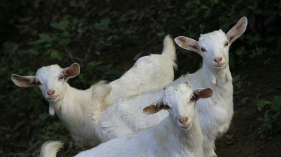 Πανώλη στα πρόβατα:  230.000 ζώα έχουν ελεγχθεί, έχουν θανατωθεί 7.000