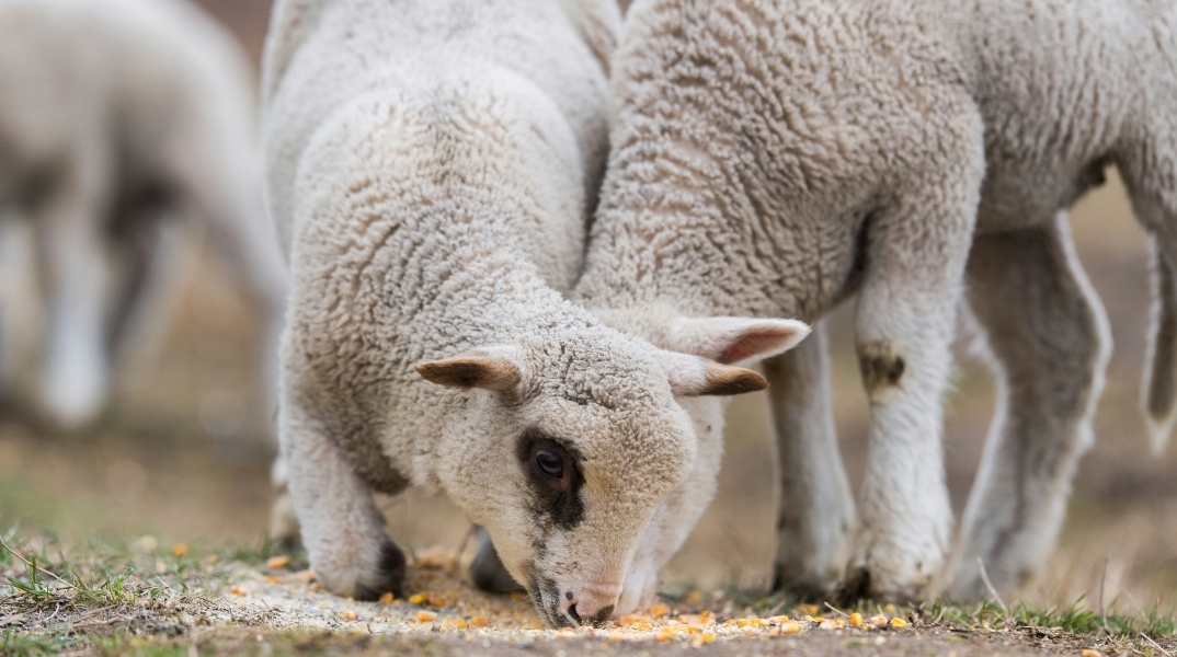 Πανώλη στα πρόβατα: 22 κρούσματα σε όλη τη χώρα