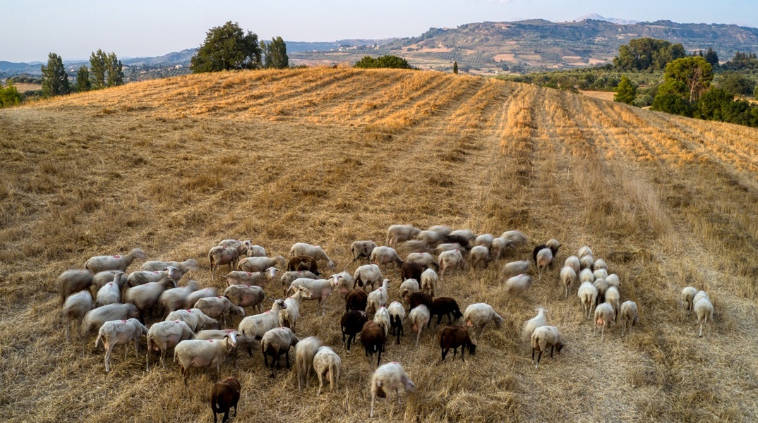 Αιγοπρόβατα σε πλαγιά