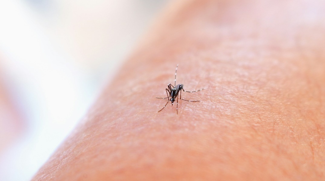 Κουνούπι στο δέρμα ατόμου