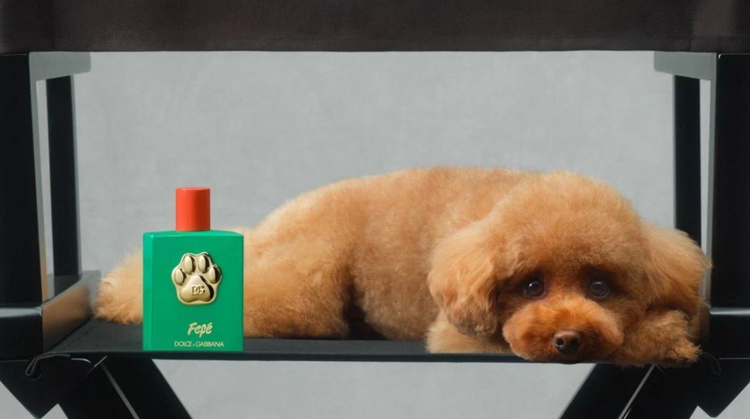 Άρωμα για σκύλους κυκλοφόρησε από την Dolce & Gabbana - Κοστίζει 99 ευρώ - Η πολυτελής ιταλική μάρκα κάνει τα πρώτα της βήματα στην αγορά κατοικίδιων ζώων. 