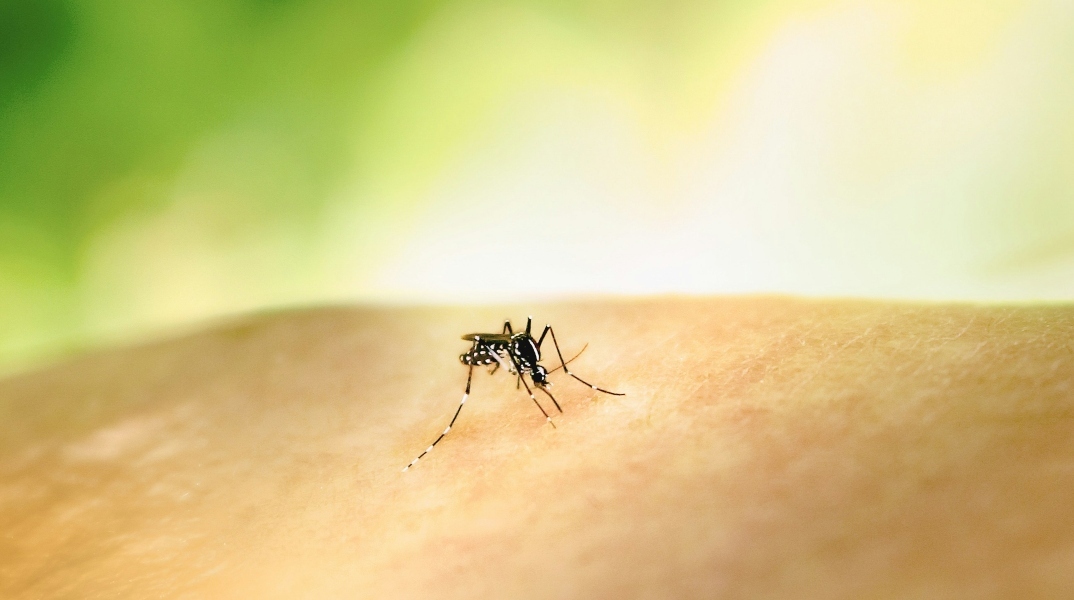 ΕΟΔΥ: Προφυλαχθείτε από τα κουνούπια