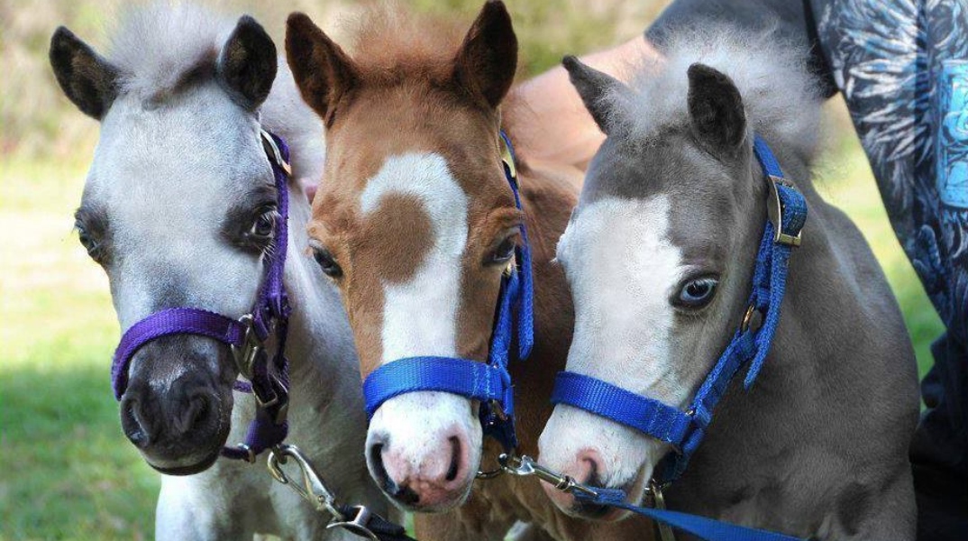 Gentle Carousel Greece Therapy Miniature Horses