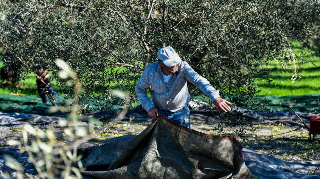 Πήγαν να μαζέψουν τις ελιές στο χωράφι τους αλλά τις είχαν μαζέψει άλλοι, πιο...γρήγοροι