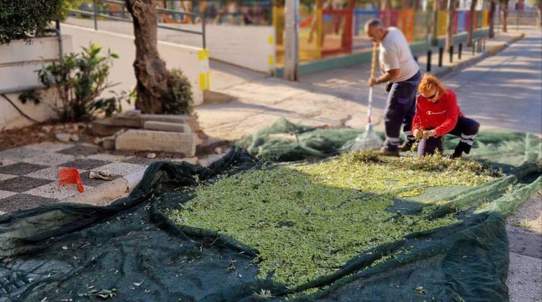 Λιομάζωμα στον Άλιμο: Συγκομιδή ελιάς μέσα στην πόλη