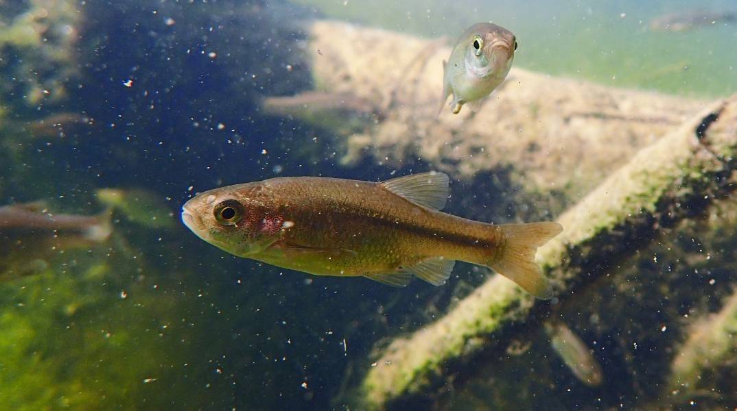 Τα δικαιώματα της φύσης και της άγριας ζωής